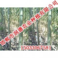 邢台竹柳【邯郸润德农业】竹柳价格