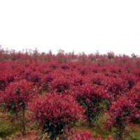 常年供应香樟，广玉兰，大叶女贞等各种绿化苗木