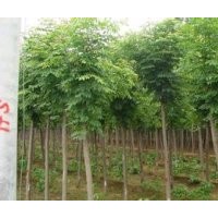 西府海棠望都桧河北杨连翘珍珠梅碧桃红宝石海棠红叶碧桃紫叶李榆