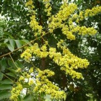 云杉(红皮)云杉(青杆)樟子松黄冠柳旱柳山杏白桦偃伏来木红瑞木白