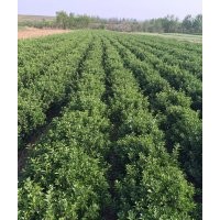 供应山东大叶黄杨球苗，冬青球，木槿，北海道黄杨
