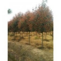 现在苗圃最新红叶石楠小苗价格 5公分高杆红叶石楠价格