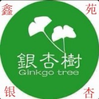 山东银杏低级出售