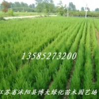 45万棵80公分高蜀桧低价直销-80公分高蜀桧价格便宜【量大价低】