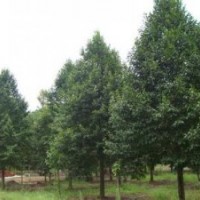 10公分全冠香樟树，12公分野生香樟树，湖南香樟基地大量供应