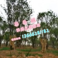 长期供应茶条槭15-50公分