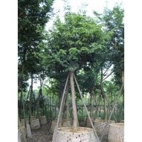 海南黄花梨米径10---16分