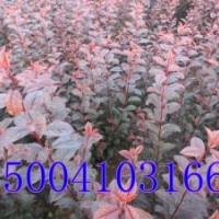 密枝红叶李，密枝红叶李价格