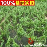 大量供应 地柏 铺地柏又名爬地柏