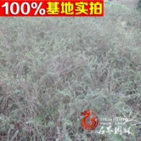 绿化苗 铺地蜈蚣平枝荀子小苗