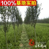 西府海棠 供应海棠小苗 绿化工程