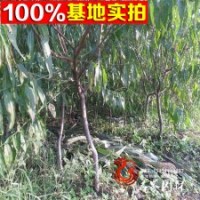 套数基地特价供应各规格 寿星桃