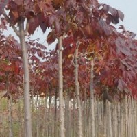 红叶白蜡、白蜡、彩叶苗木、莱州、接穗、小苗