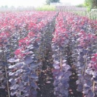 美国紫叶红栌 小乔木彩叶苗绿化苗供应