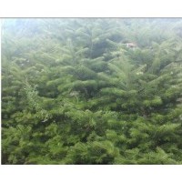 冷杉，冷杉苗，杉松树苗，辽东冷杉苗，冷杉苗基地