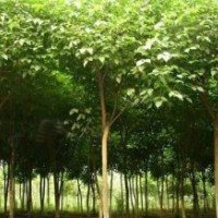 重阳木 重阳木产地