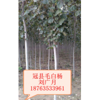 山东毛白杨价格