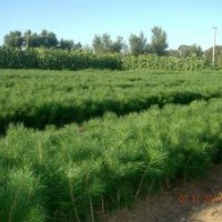 便宜临沂80公分油松苗 批发临沂80公分油松价格