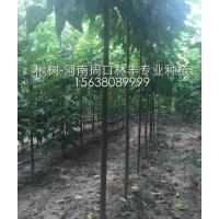 新品种楸树2-9公分