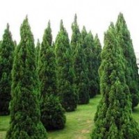 6米龙柏价格7米龙柏价格8米龙柏价格