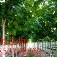 14公分法桐.15公分法桐