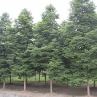 大量供应成都桢楠（8公分至18公分）