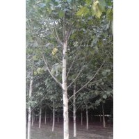 毛白杨价格