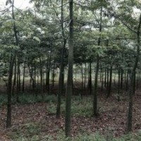 供应美丽异木棉、本地木棉