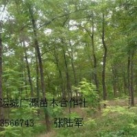 3、4公分刺槐树低价优惠供应