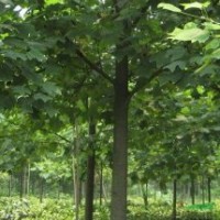 马褂木价格马褂木树价格鹅掌楸价格