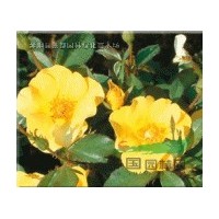 地被绿化苗木 黄冒月季花 花色为黄色