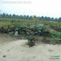 红叶石楠容器苗侧柏、金丝桃、海桐、石榴