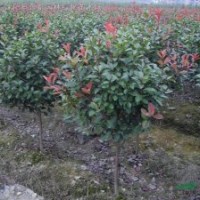 金边黄杨、红叶小波、小叶女贞、红王子锦带、红叶石楠