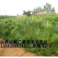 1.5米以上油松大量低价优惠供应