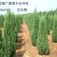 2米以上河南侩北京侩蜀侩大量出售