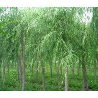 8、9公分垂柳大量低价优惠供应