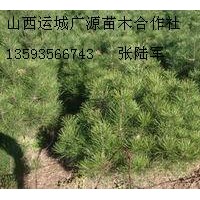 80公分以上白皮松大量低价优惠供应