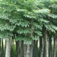 大量提供湖南25公分移栽栾树，大规格精品栾树，多购多优惠