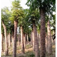 供应湖南24公分丛生栾树，26cm移植栾树，价格实惠