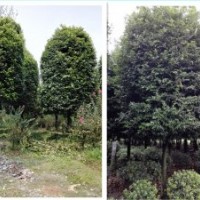 天竺桂，，，等您来购