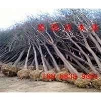 8公分国槐树带土球价格