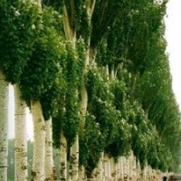 通辽出售新疆杨、银中杨、小城黑、京桃及各类果树苗木