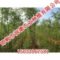 邯郸柳树【邯郸润德农业】柳树价格