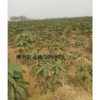 大量供应地径2－3cm七叶树