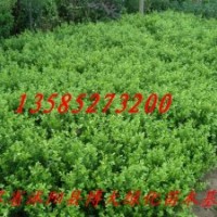 瓜子黄杨价格报价，江苏基地瓜子黄杨价格【量大价低】