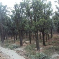 供应湖南精品香泡树，15公分原生香泡树，实惠多多
