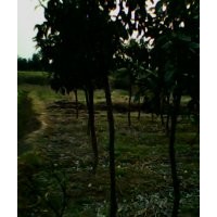 供应15公分全冠香泡树，野生香泡树，湖南香泡树基地