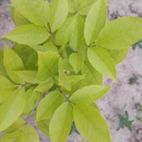 金叶白蜡米径1-10CM