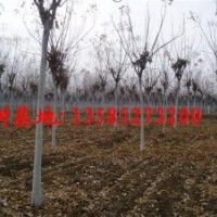 栾树价格报价/江苏产地栾树价格图片