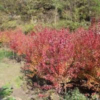 优惠销售米径10至12公分美国园艺红枫秋火焰